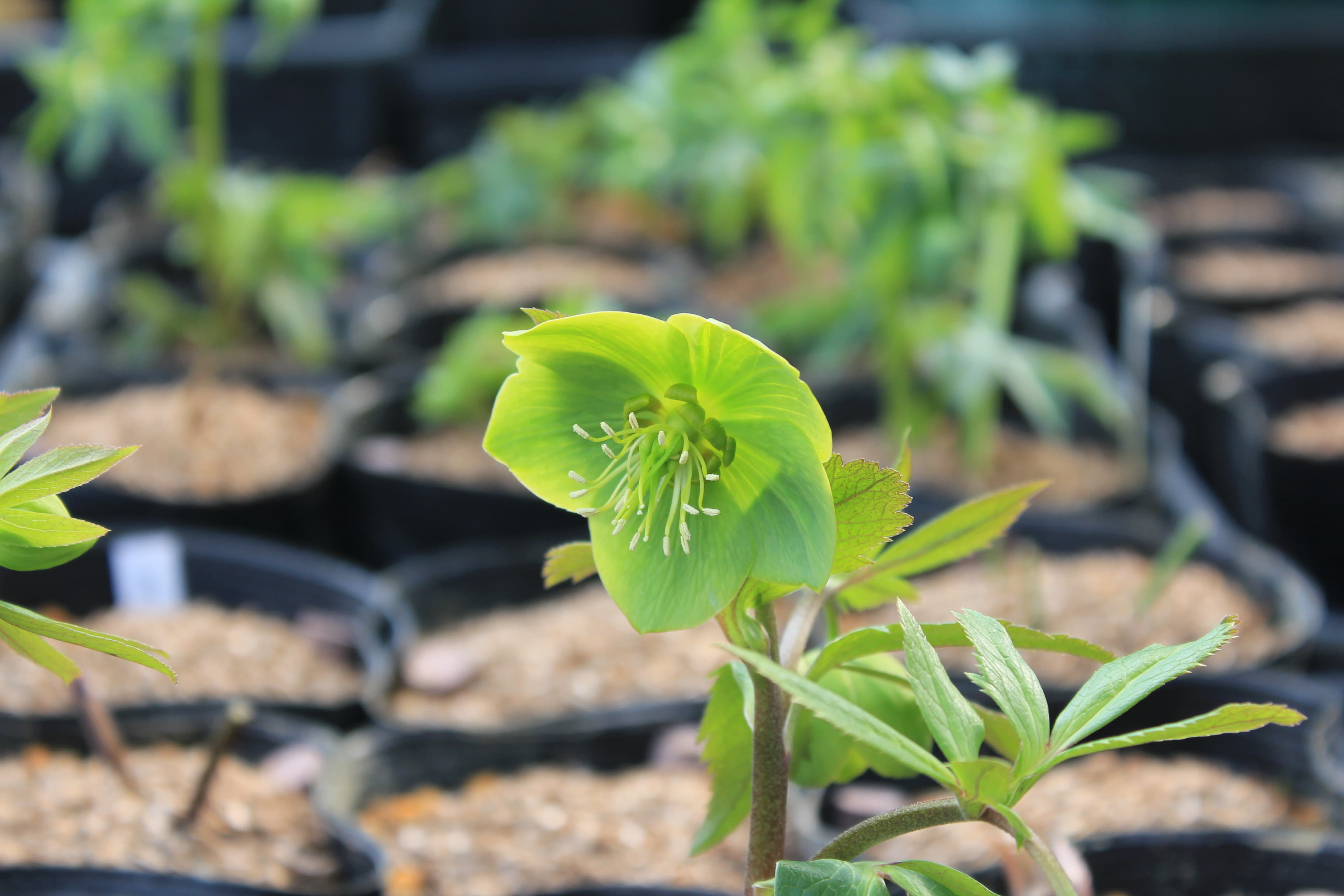 Helleborus cyclophyllus