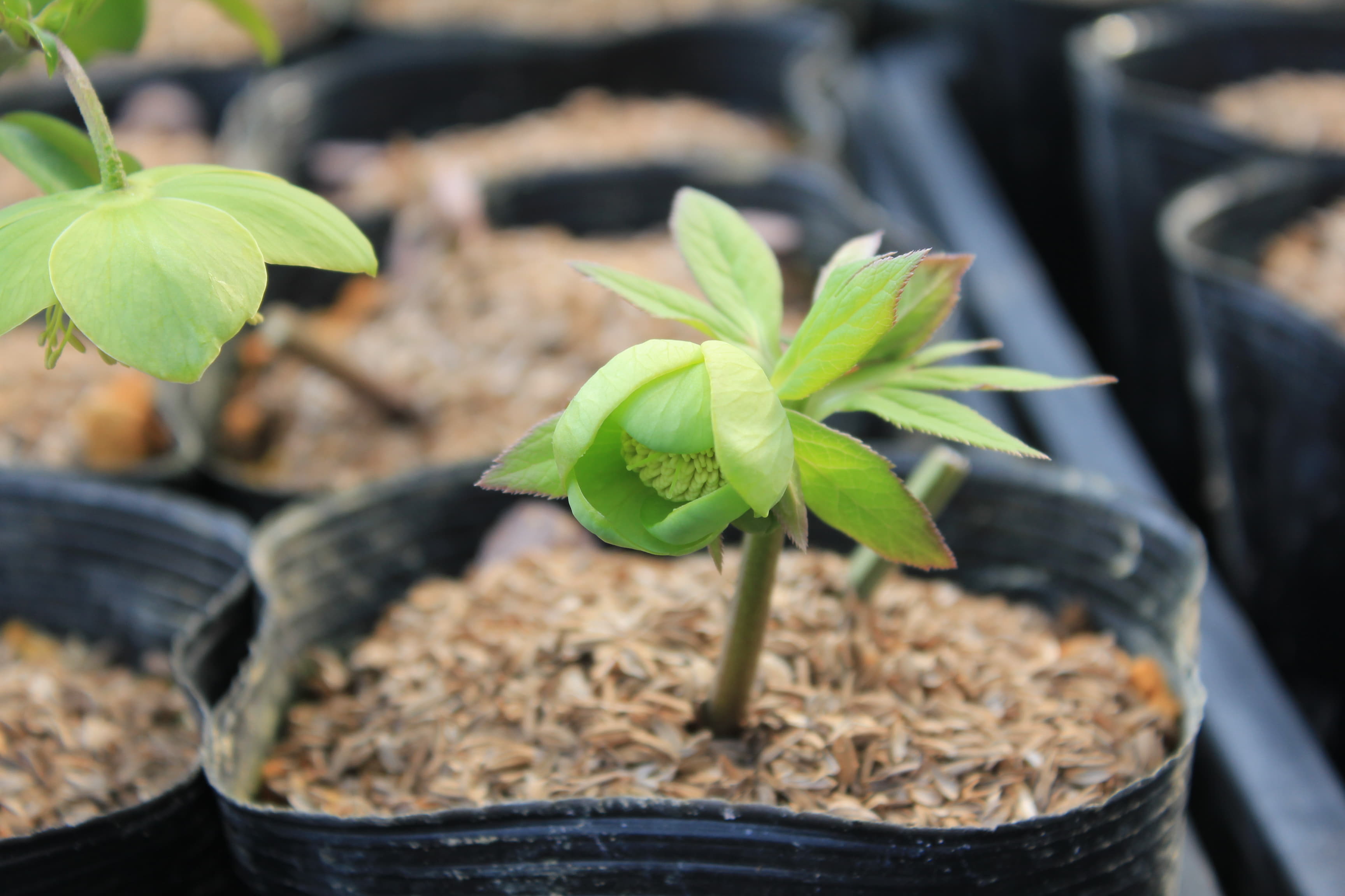 Helleborus cyclophyllus