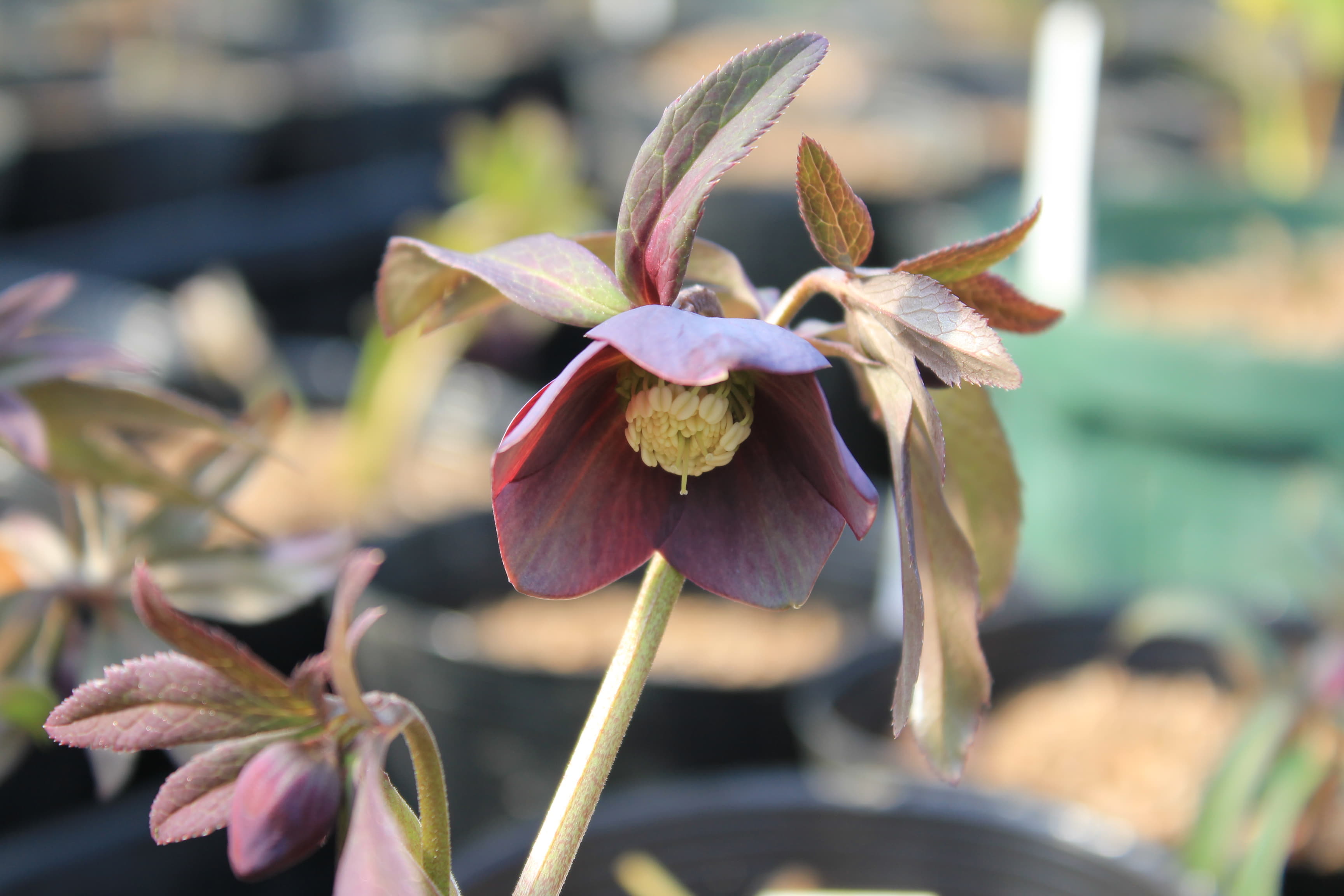 Helleborus atrorubens