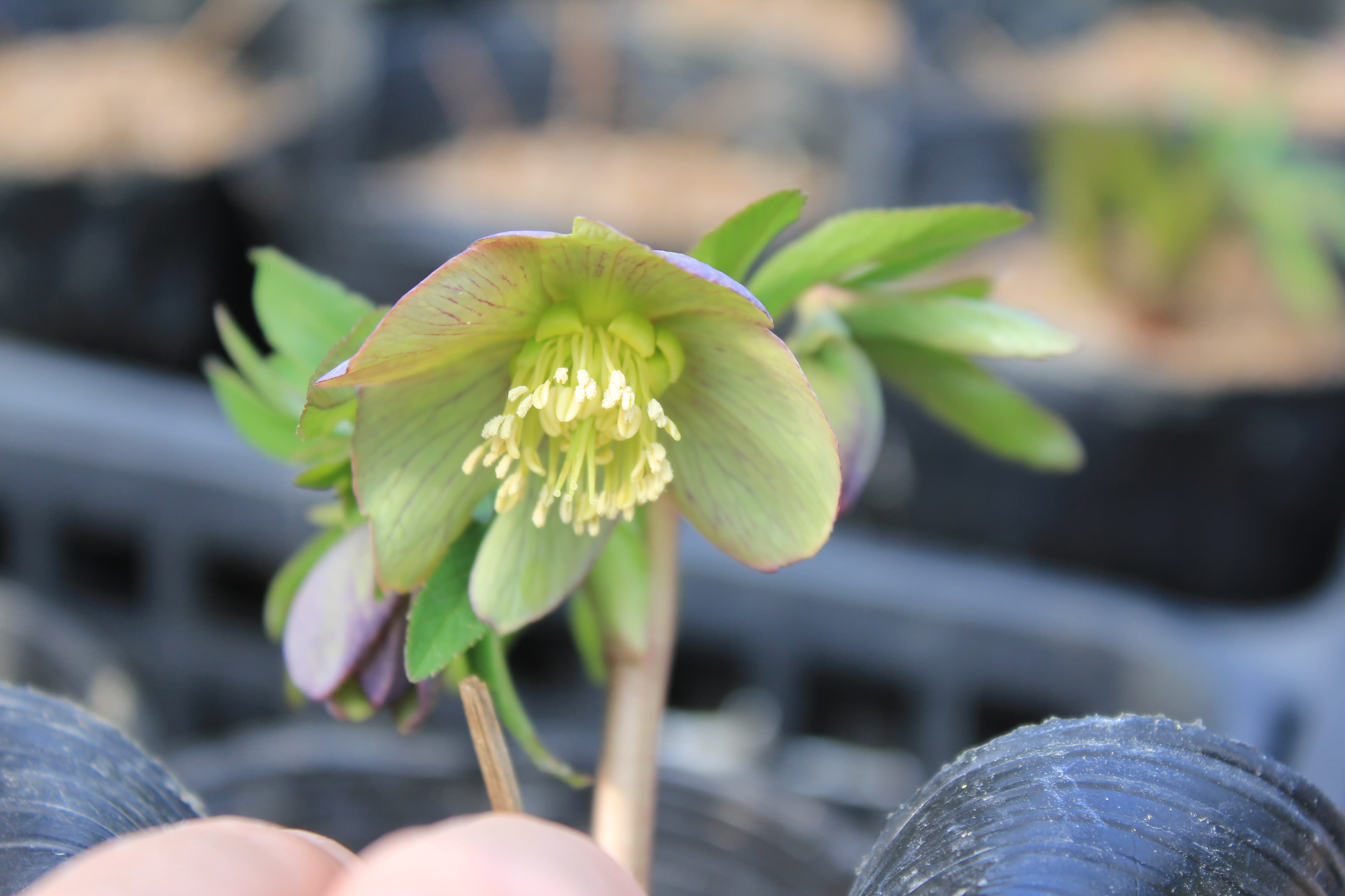 Helleborus torquatus