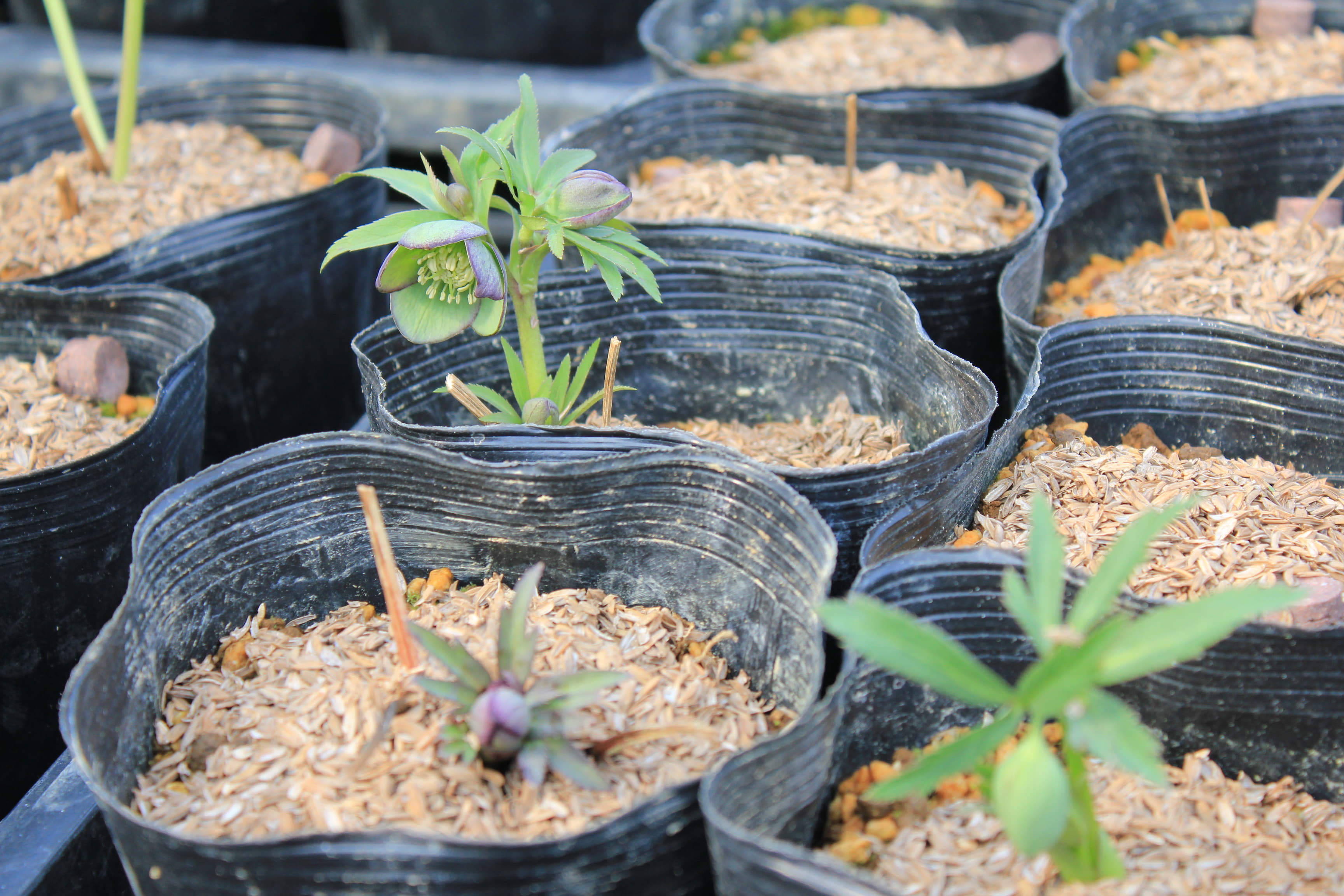 Helleborus torquatus