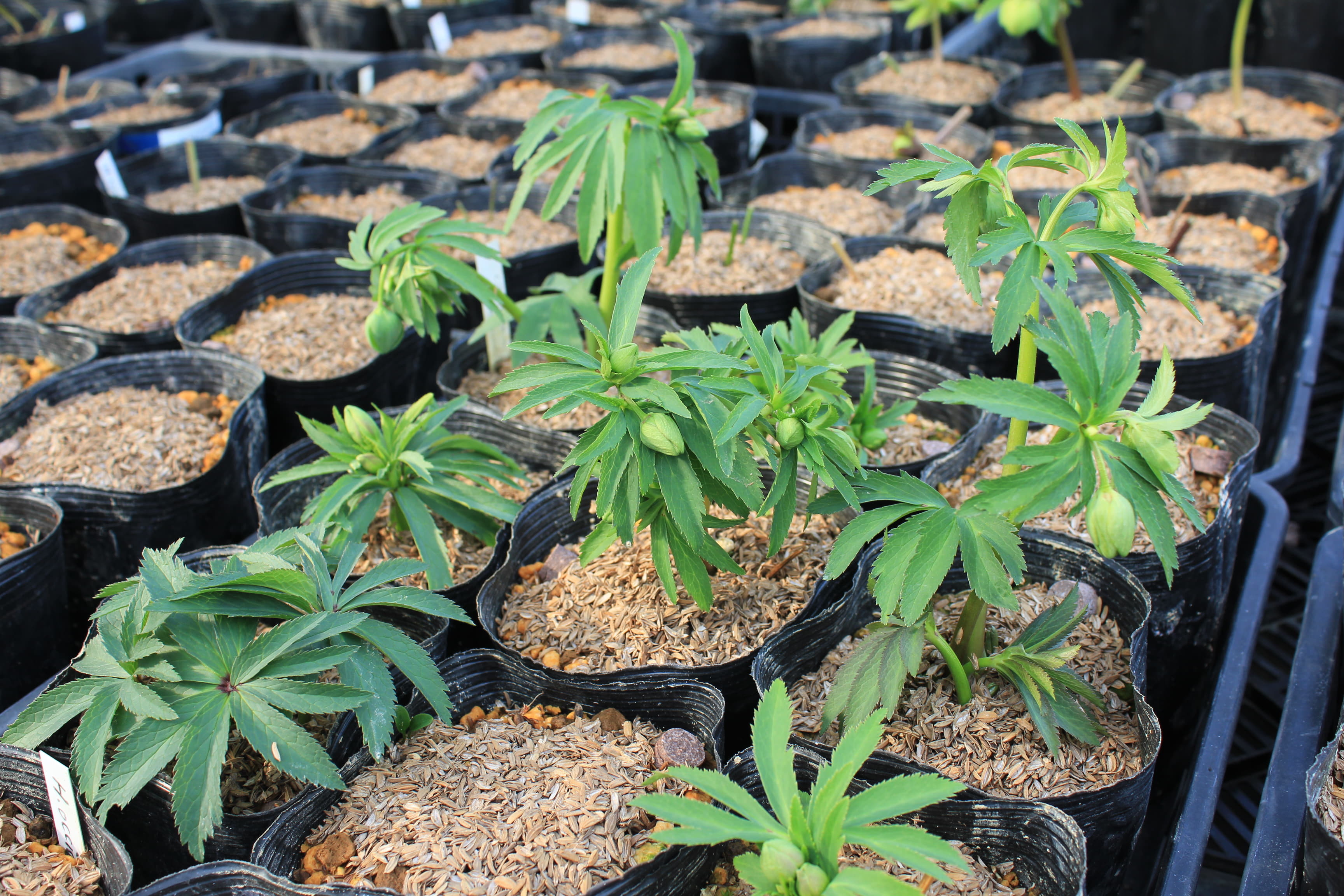 Helleborus occidentalis