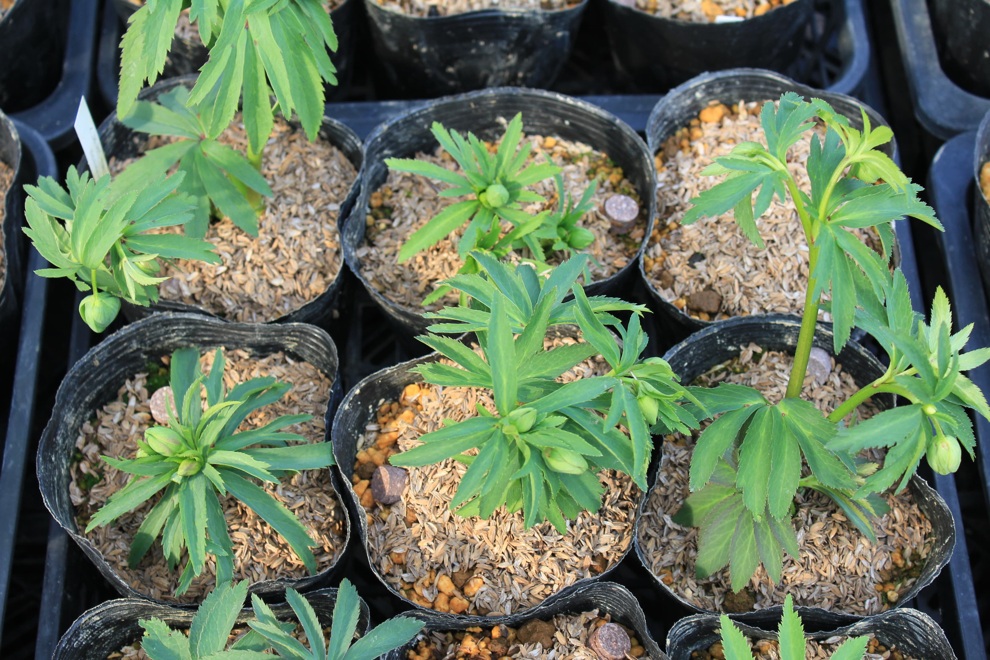 Helleborus occidentalis