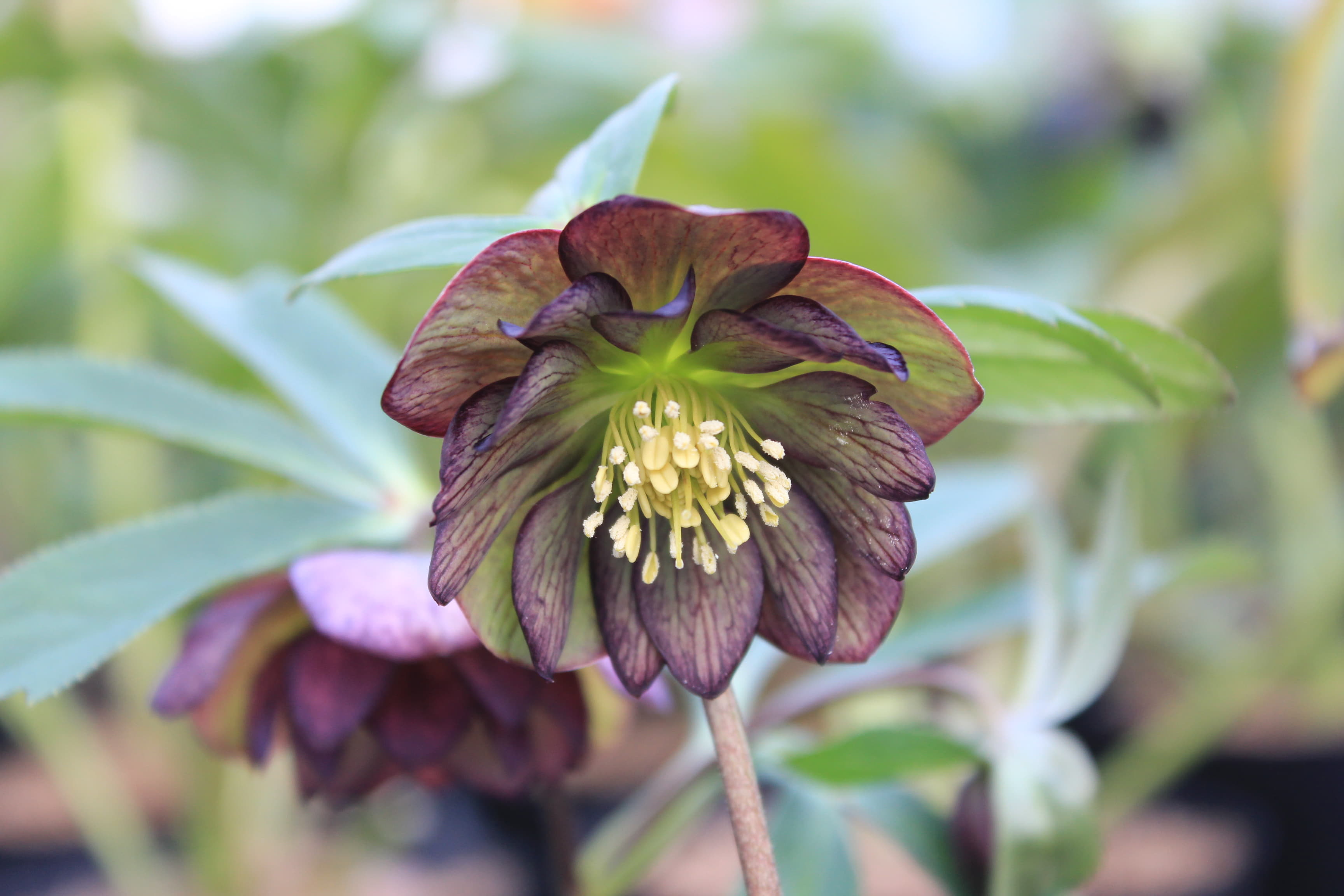 Helleborus atrorubens Doubleflower
