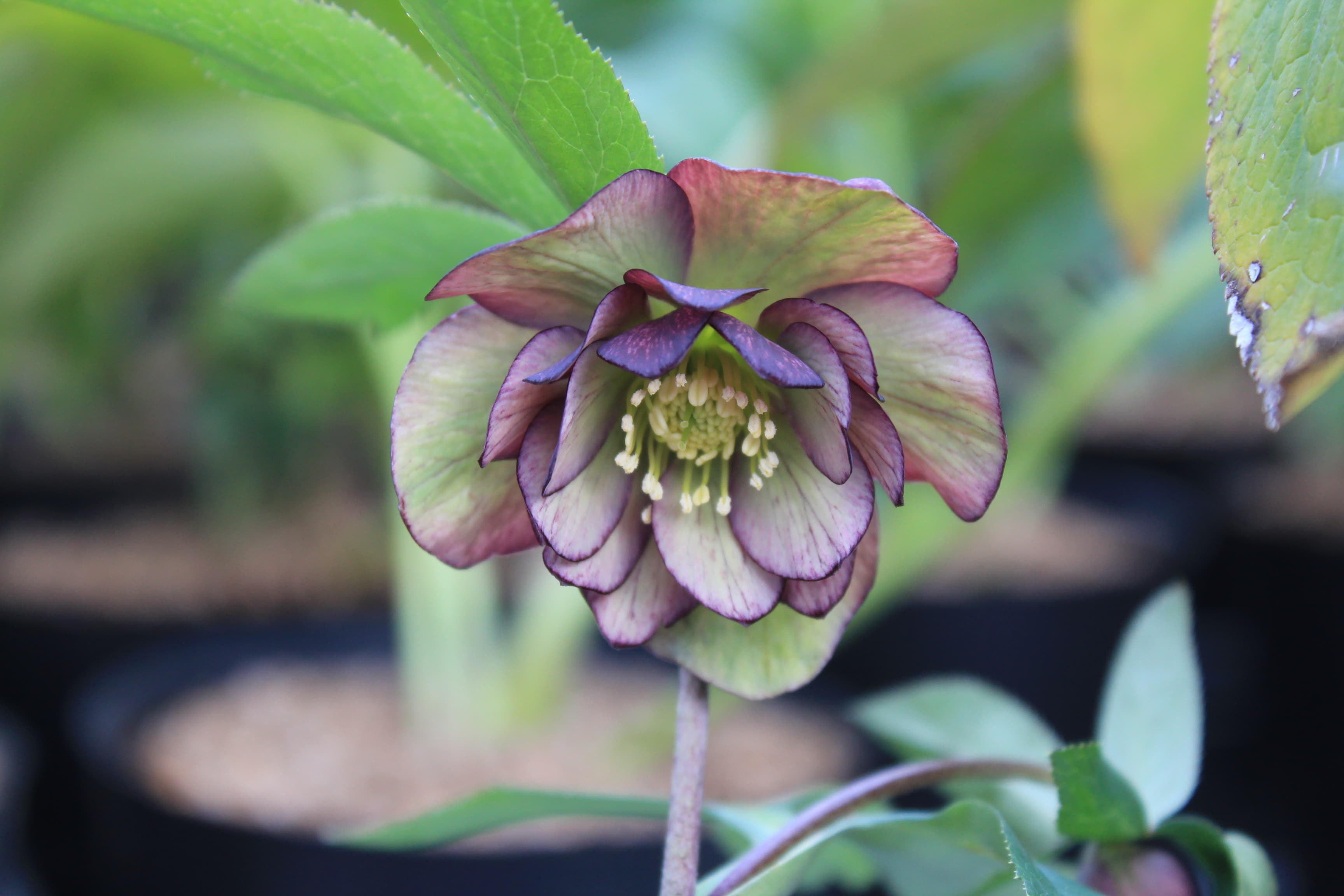 Helleborus atrorubens Doubleflower