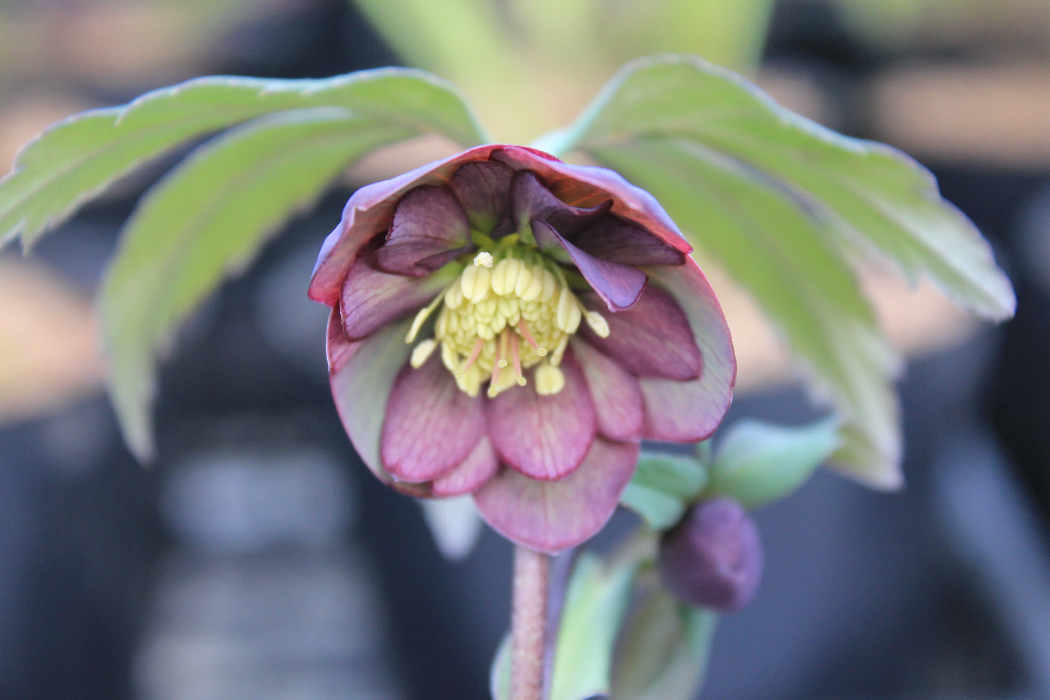 Helleborus atrorubens Doubleflower
