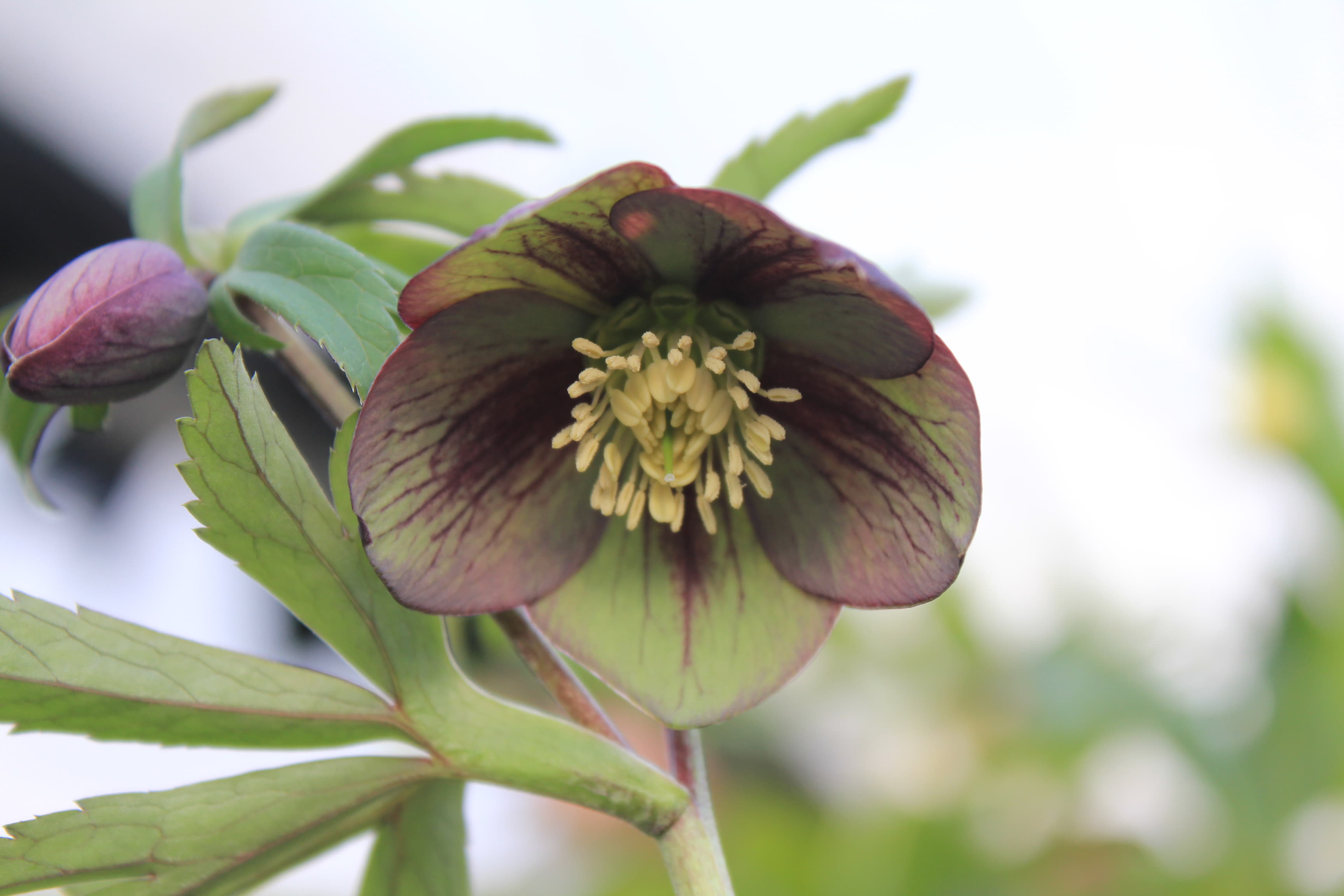 Helleborus atrorubens