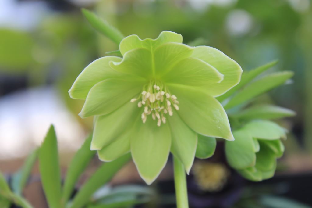 Helleborus multifidus Doubleflower