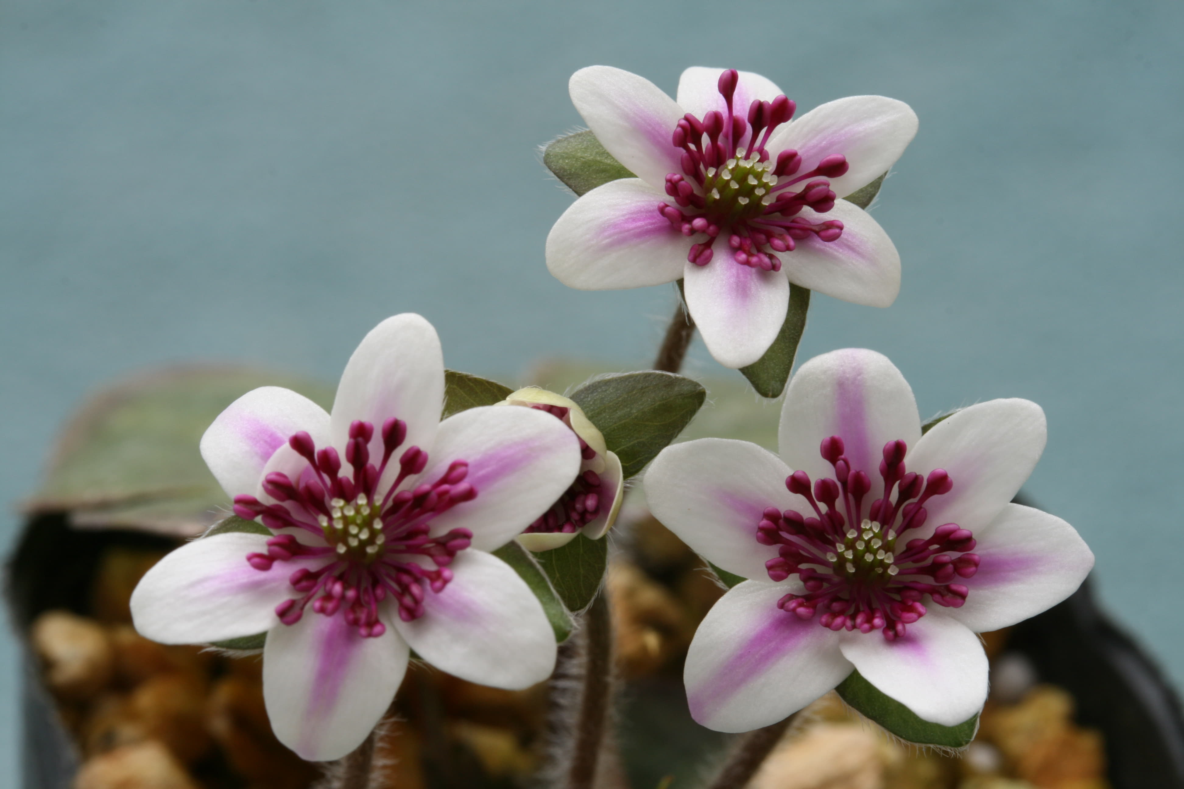 植物特設サイト 雪割草 オオミスミソウ 科名 キンポウゲ科 属名 Hepatica ヘパティカ属 学名 Hepatica Nobilis Var Japonica F Magna 概要 古くから 正月飾り 松竹梅 の寄せ植え材料として親しまれてきた園芸植物である 近年は 人工交配により