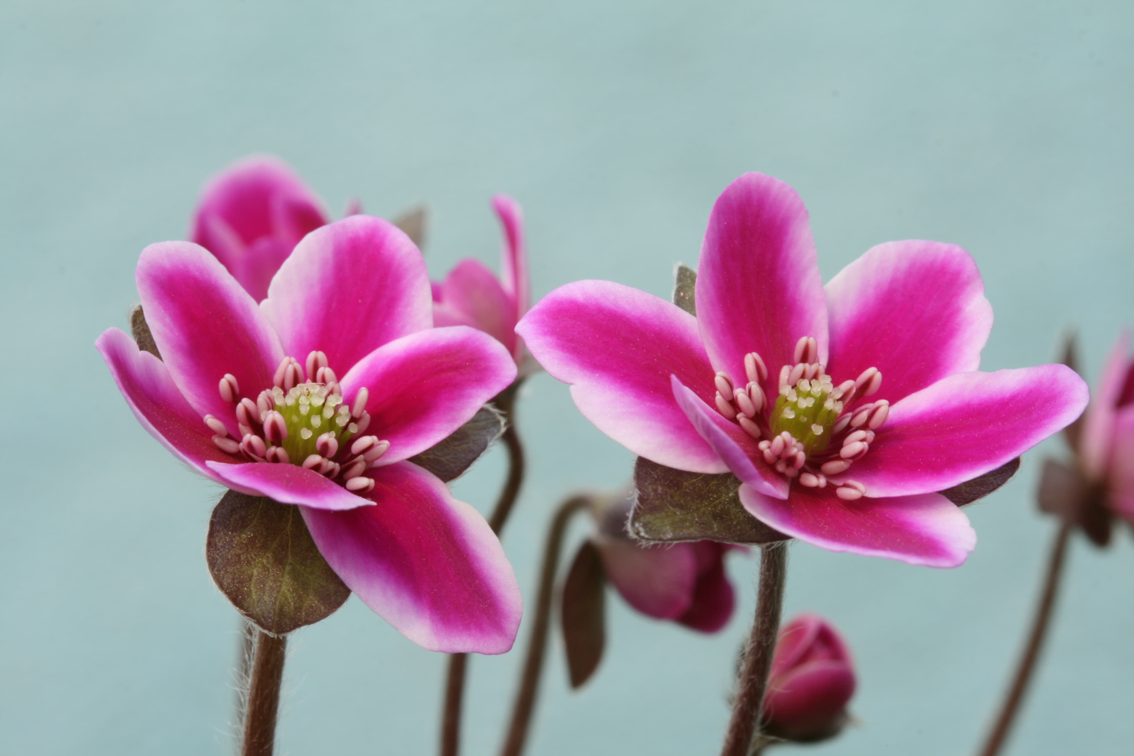 植物特設サイト 雪割草 オオミスミソウ 科名 キンポウゲ科 属名 Hepatica ヘパティカ属 学名 Hepatica Nobilis Var Japonica F Magna 概要 古くから 正月飾り 松竹梅 の寄せ植え材料として親しまれてきた園芸植物である 近年は 人工交配により