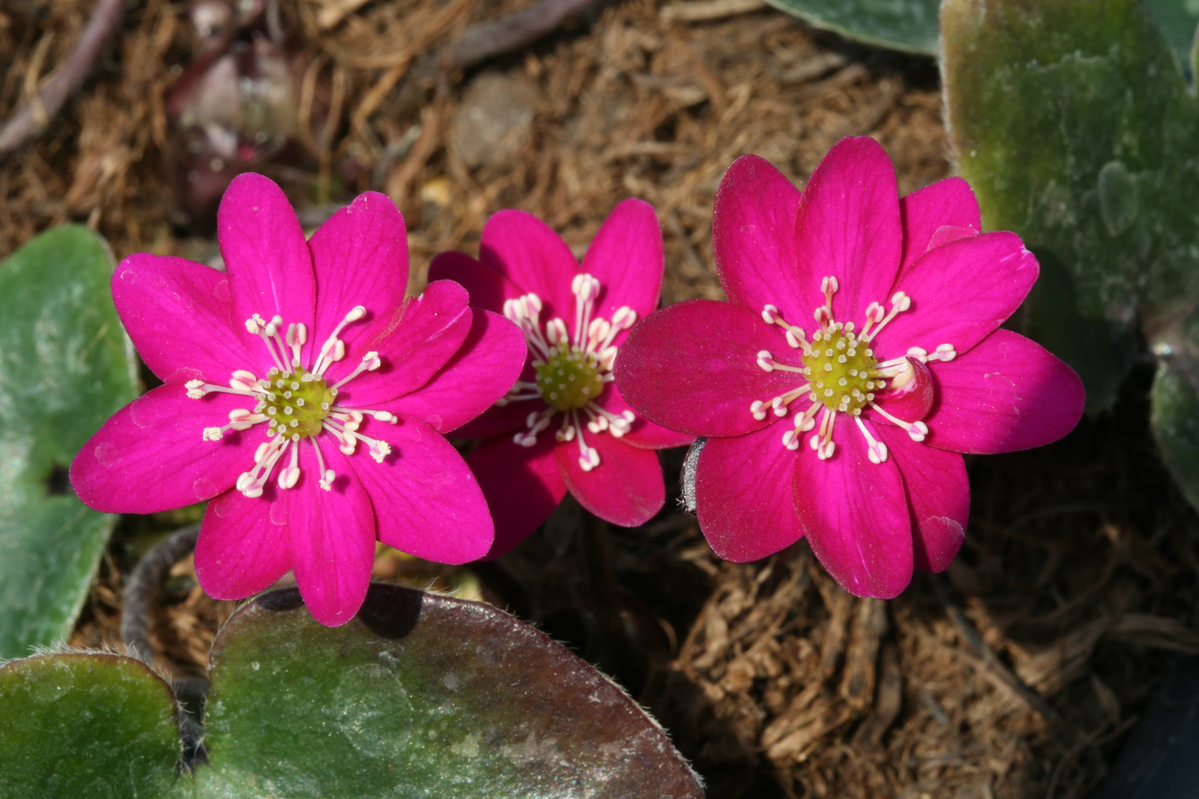 雪割草（開花中）　27B387-2237-H31段咲交配標準花（多弁系、交配親期待）　山野草　ウチョウラン 雪割草：標準花 ポット苗 花色ミックス5色セット の通販 | 園芸ネット