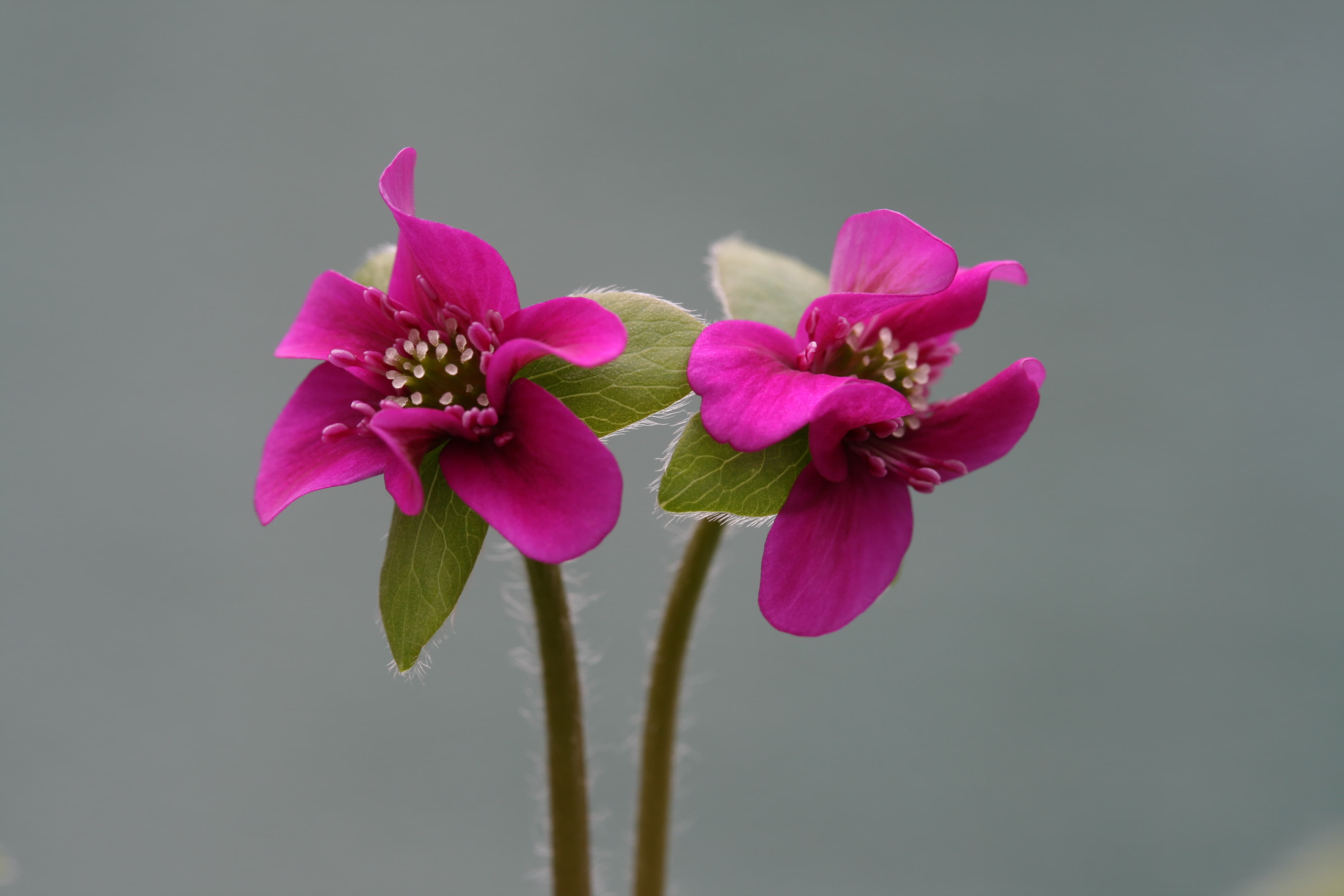 雪割草（開花中）　27B387-2237-H31段咲交配標準花（多弁系、交配親期待）　山野草　ウチョウラン 雪割草：標準花 ポット苗 花色ミックス5色セット の通販 | 園芸ネット